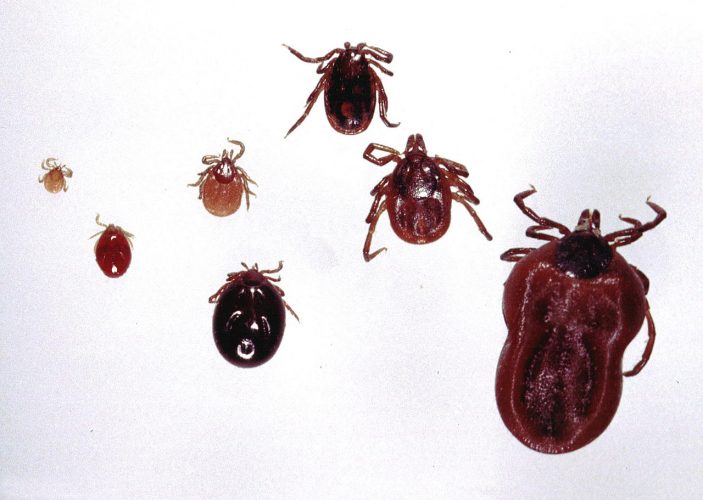 Różne fazy rozwoju kleszcza pospolitego (Ixodes ricinus) kleszcze kleszcz pospolity