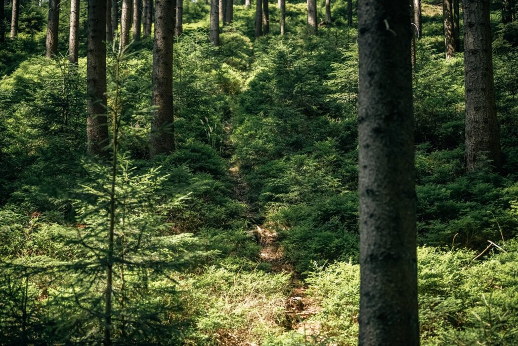 leave no trace